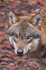 Eurasischer Grauwolf
