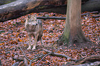 Eurasischer Grauwolf