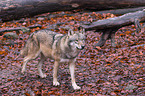 Eurasischer Grauwolf