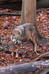 Eurasischer Grauwolf
