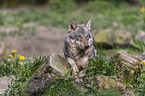 Eurasischer Grauwolf