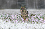 Eurasischer Grauwolf