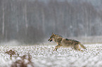 Eurasischer Grauwolf