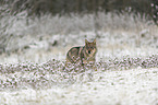 Eurasischer Grauwolf