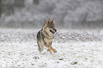 Eurasischer Grauwolf