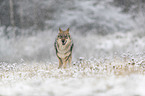 Eurasischer Grauwolf