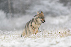 Eurasischer Grauwolf