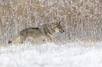 Eurasischer Grauwolf