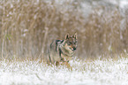 Eurasischer Grauwolf