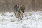 Eurasischer Grauwolf