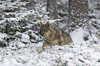 Eurasischer Grauwolf