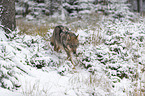 Eurasischer Grauwolf