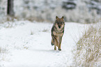 Eurasischer Grauwolf