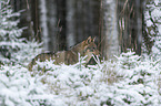 Eurasischer Grauwolf