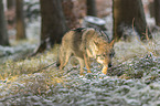 Eurasischer Grauwolf