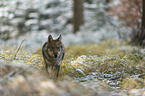 Eurasischer Grauwolf