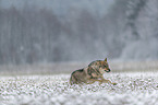 Eurasischer Grauwolf