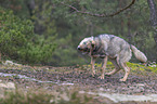 Eurasischer Grauwolf