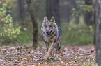 Eurasischer Grauwolf