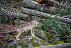 Eurasischer Grauwolf