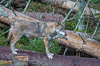 Eurasischer Grauwolf