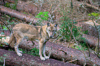 Eurasischer Grauwolf