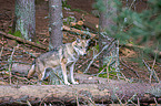 Eurasischer Grauwolf