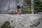 Eurasischer Grauwolf