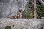 Eurasischer Grauwolf