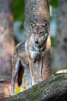 Eurasischer Grauwolf