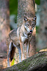 Eurasischer Grauwolf