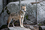 Eurasischer Grauwolf