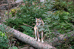 Eurasischer Grauwolf