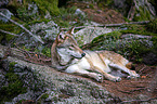 Eurasischer Grauwolf