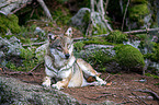 Eurasischer Grauwolf