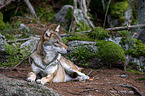 Eurasischer Grauwolf