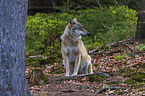 Eurasischer Grauwolf