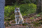 Eurasischer Grauwolf