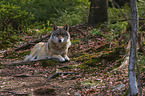 Eurasischer Grauwolf