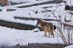 Eurasischer Grauwolf