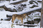 Eurasischer Grauwolf
