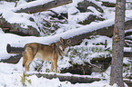 Eurasischer Grauwolf