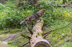 Eurasischer Grauwolf