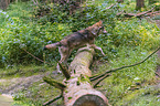 Eurasischer Grauwolf