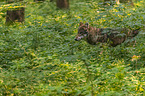 Eurasischer Grauwolf