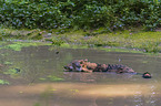 Eurasischer Grauwolf