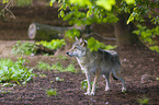 Eurasischer Grauwolf