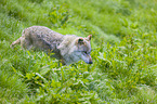 Eurasischer Grauwolf