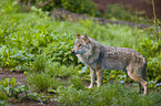 Eurasischer Grauwolf