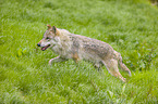 Eurasischer Grauwolf